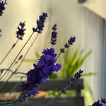 Doux Refuge - Au Coeur De Apartman *