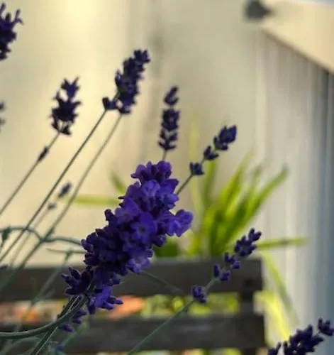 Doux Refuge - Au Coeur De Apartment *